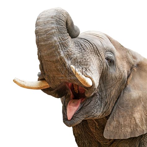 大象的意義 元寶嘴